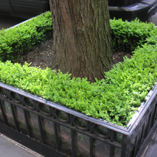 tree pits